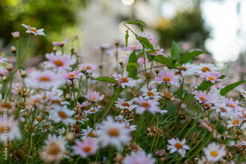 Foto 緑に囲まれて咲くマーガレットの花壇