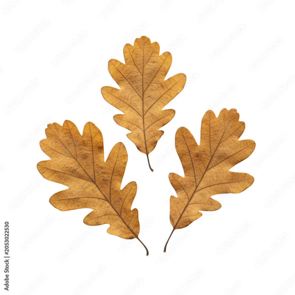 Fototapeta premium Three dry golden brown oak leaves with intricate vein patterns and curled edges overlapping on a transparent background with soft shadows. autumn beauty concept