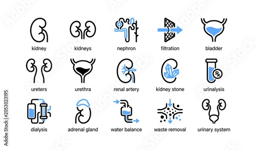 Urinary system icons showing organs and functions on white background