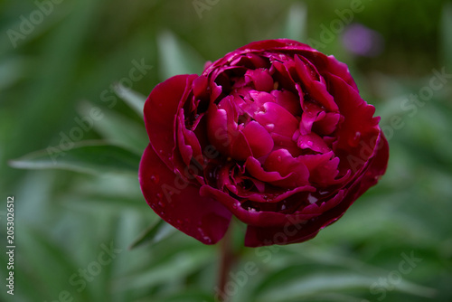 A lush, beautiful pink peony blooms in the garden after the rain.