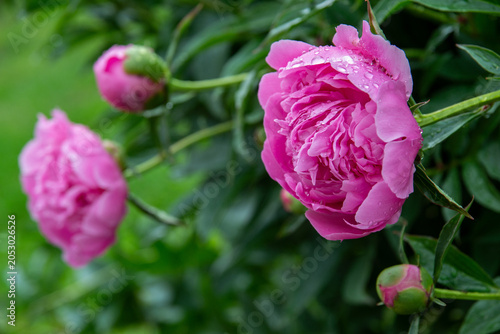 A lush, beautiful pink peony blooms in the garden after the rain.