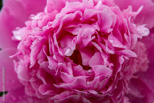 A lush, beautiful pink peony blooms in the garden after the rain.
