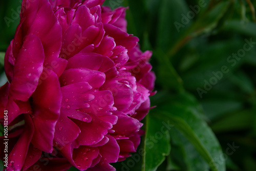 A lush, beautiful pink peony blooms in the garden after the rain.
