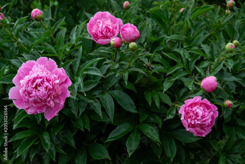 A lush, beautiful pink peony blooms in the garden after the rain.