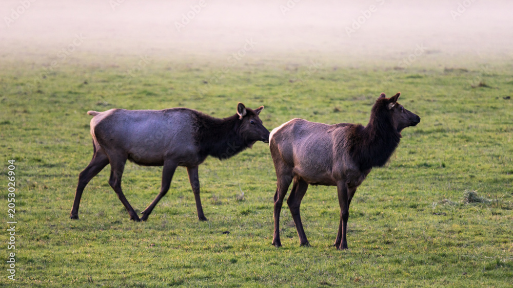 Obraz premium Foggy Day in Jewell Meadows Wildlife Roosevelt Elk Area, Clatsop County, Oregon Coast