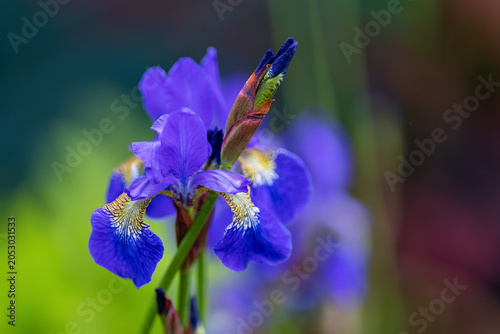 Canvas Print Iris siberica Caesar’s Brother flowers blooming with vibrant violet blue petals
