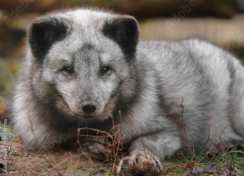 Arctic fox