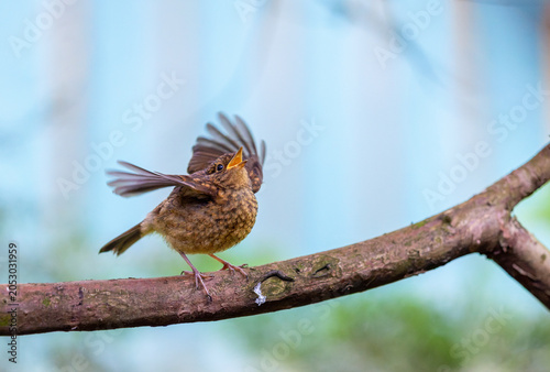 Quadro em tela Baby European Robin bird flaps its wings with gaping yellow beak, crying for food
