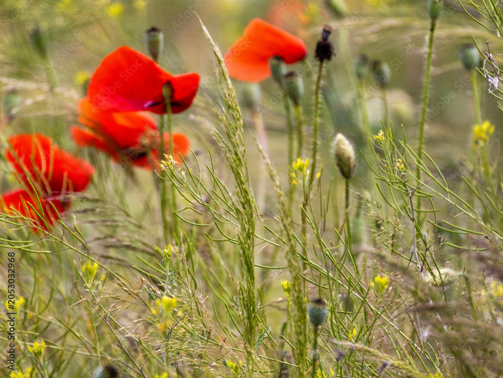 Naklejka premium Poppy and chamomile in summer meadow