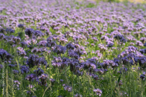 Field of purple flowers blooming under sunlight in spring season