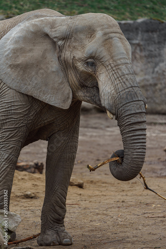 Photography African bush elephant