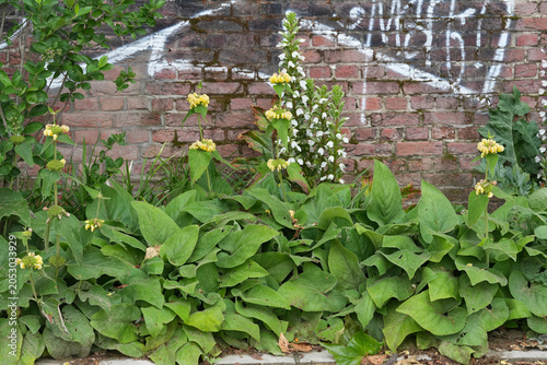 Bild auf Leinwand Vibrant green foliage and white bloom bear's breeches or foot plant, sea dock, g