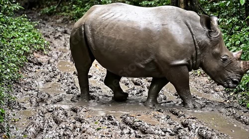 A Majestic Javan Rhinoceros Walking Through A Muddy Forest Track Surrounded By Lush Greenery Amidst Its Natural Habitat