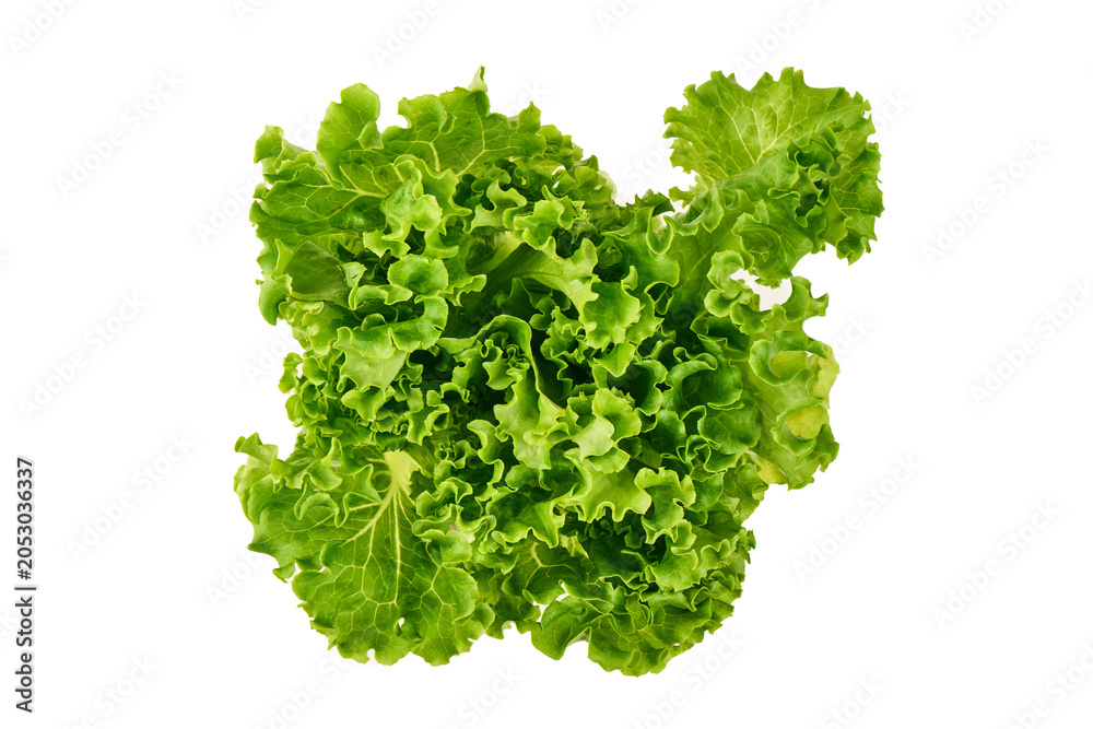 Obraz premium Fresh green lettuce leaves isolated on white background