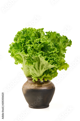 Fresh green lettuce in a rustic pot on white background