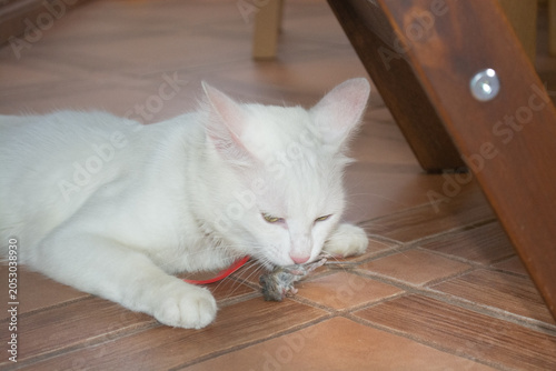 Quadro su tela White domestic cat carrying a freshly caught mouse in its mouth