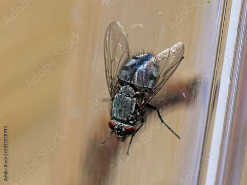 Photos blue blowfly on the glass wall