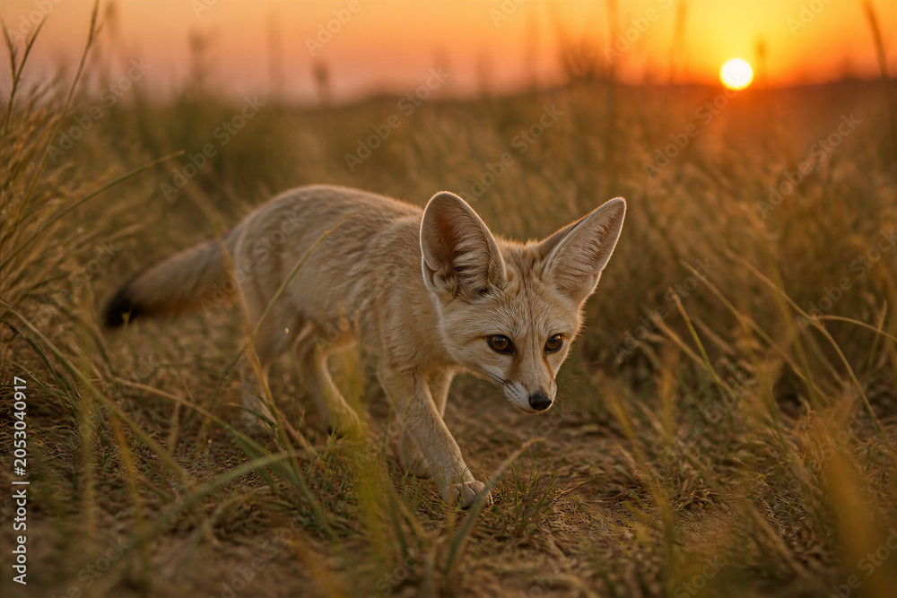 Fototapeta premium Fennec fox walking through dune grass at sunset in arid landscape