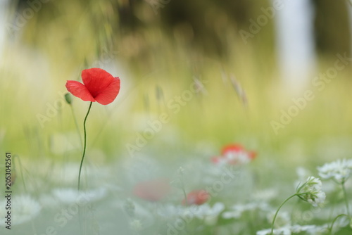 Foto fiore di papavero in primavera al tramonto