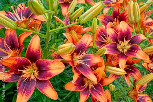 Cluster of asiatic lilies closeup
