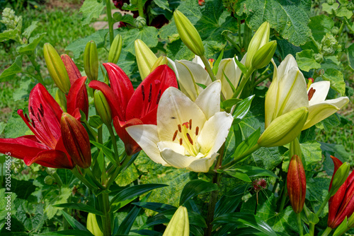 Red and white Asiatic lilies blooming