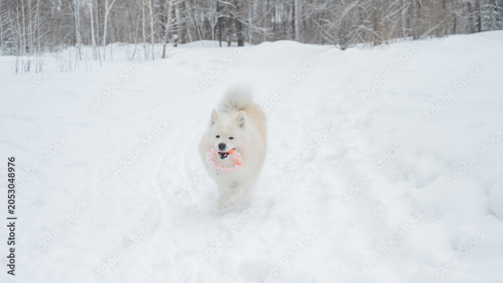 Fototapeta premium A Samoyed dog plays with a puller on a winter walk.