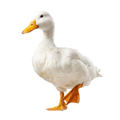 PNG of A fluffy white duck standing proudly with its orange beak and feet.