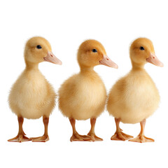 PNG of Three fluffy yellow ducklings standing in a row, showcasing their adorable features.