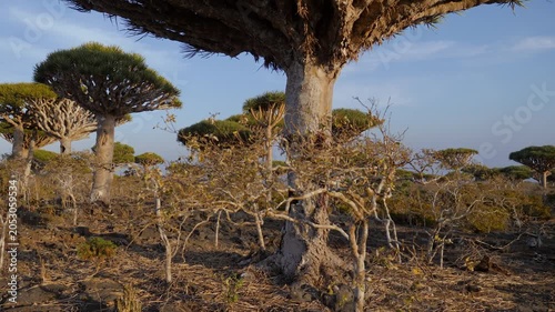Ancient dragon blood trees spread across a rugged mountain landscape, unique and ecosystem with umbrella-shaped canopies beneath and soft clouds. Steady cam, walking personal perspective of view.