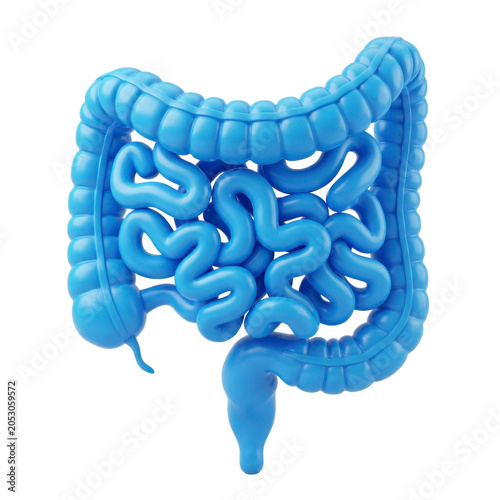 Human intestine anatomy model isolated on a transparent background PNG image