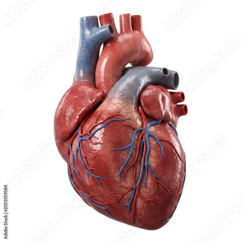 Anatomical human heart model isolated on a transparent background PNG file