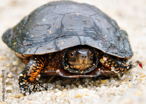 Valokuva protected species Spotted Turtle Clemmys guttata portrait with damaged melting c