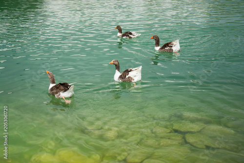  Geese Strolling Beside Pamukkale’s Tranquil Green Waters