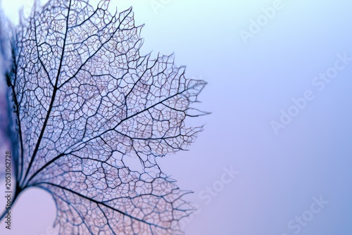 Delicate skeletal leaf structure against a soft, hazy, gradient background