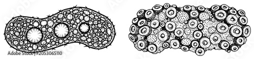 Foto Microscopic paramecium and protozoa unicellular organisms, hand drawn biological