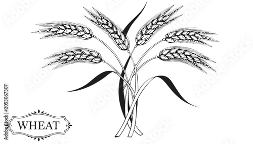 Foto Very beautiful black-and-white engraved vector illustration featuring a WHEAT pl