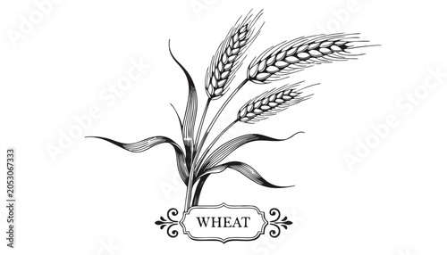 Foto Very beautiful black-and-white engraved vector illustration featuring a WHEAT pl