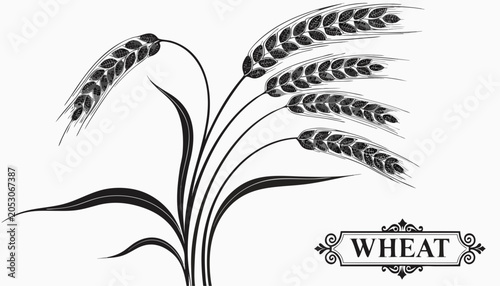Bild auf Leinwand Very beautiful black-and-white engraved vector illustration featuring a WHEAT pl
