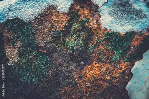 Φωτογραφία Close-Up of Vibrant Green Moss Growing on a Rock