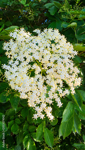 Close-up of Elderflower Cluster with Green Leaves