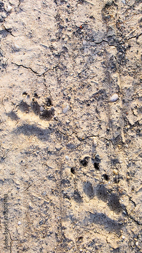 Animal Paw Prints on Dry Cracked Earth Texture