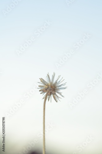 The closeup of the grass flower showed that the winter has come.