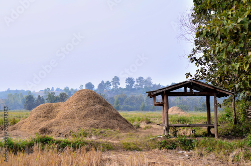 Rural Rice Field Landscape with Haystack and Wooden Shelter.