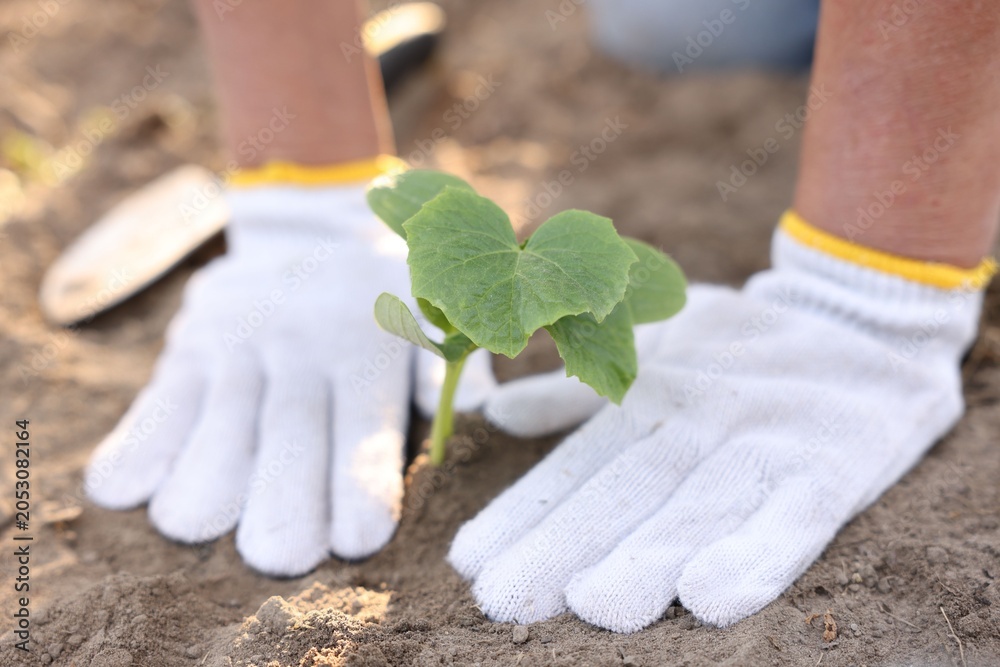 Naklejka premium Senior woman planting cucumber seedling into soil outdoors, closeup