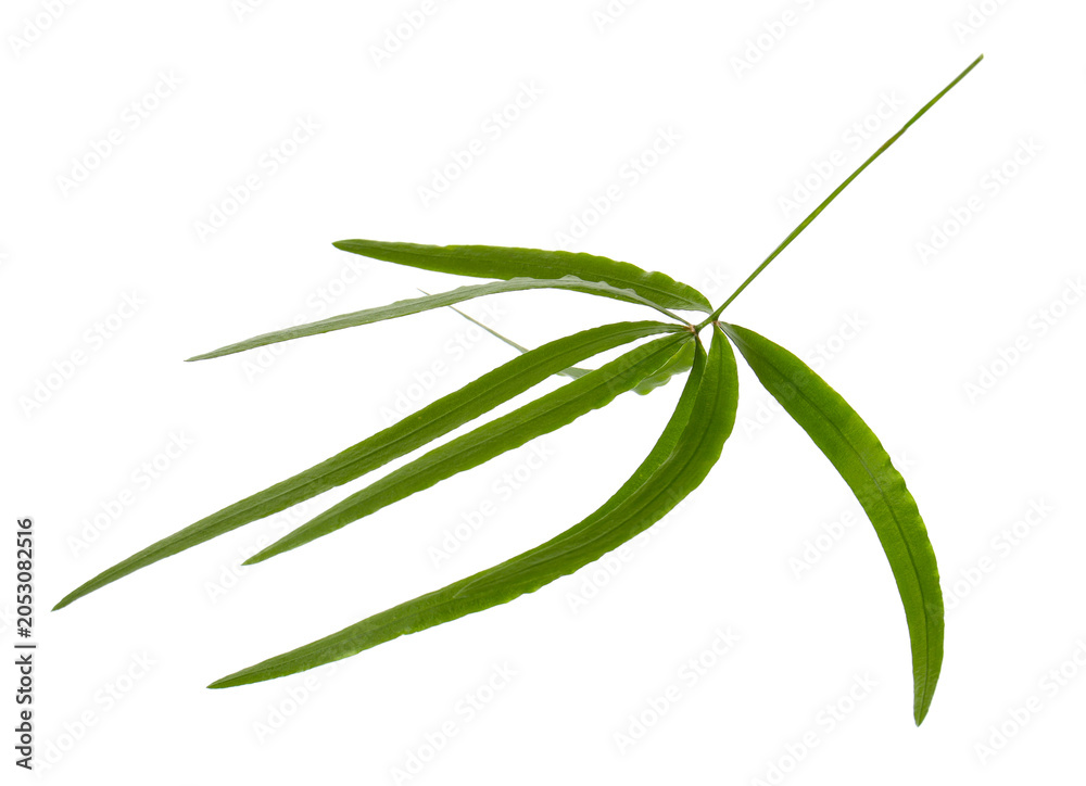 Fototapeta premium Green bamboo leaves isolated on white. Exotic plant