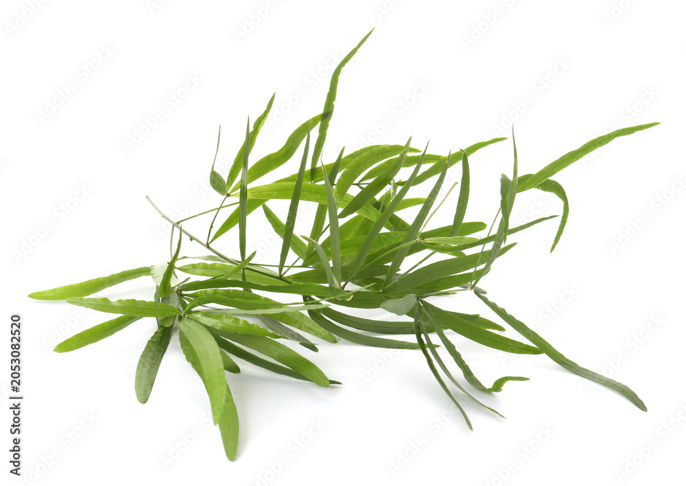 Fototapeta premium Branches with green bamboo leaves isolated on white