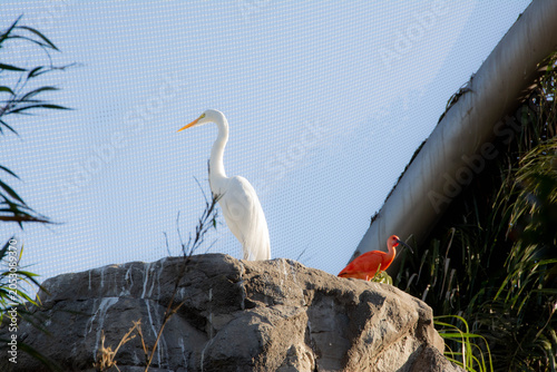 Foto Elegante garza blanca.
