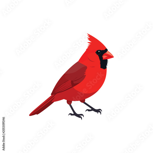 A vibrant red northern cardinal bird isolated on a white background.