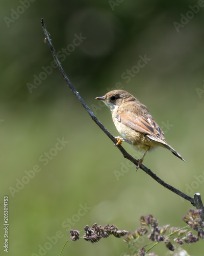 Photography Stonechat Perched on a Twig