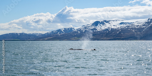 Foto Island (2026-05)